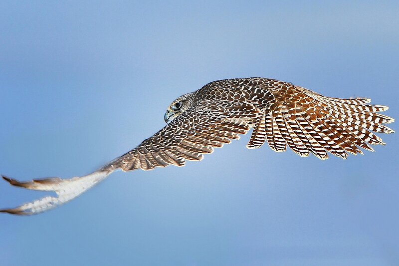 Falcon in Flight — Blue, Dynamic, Afternoon