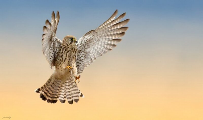 Falcon in Flight — Blue, Dynamic