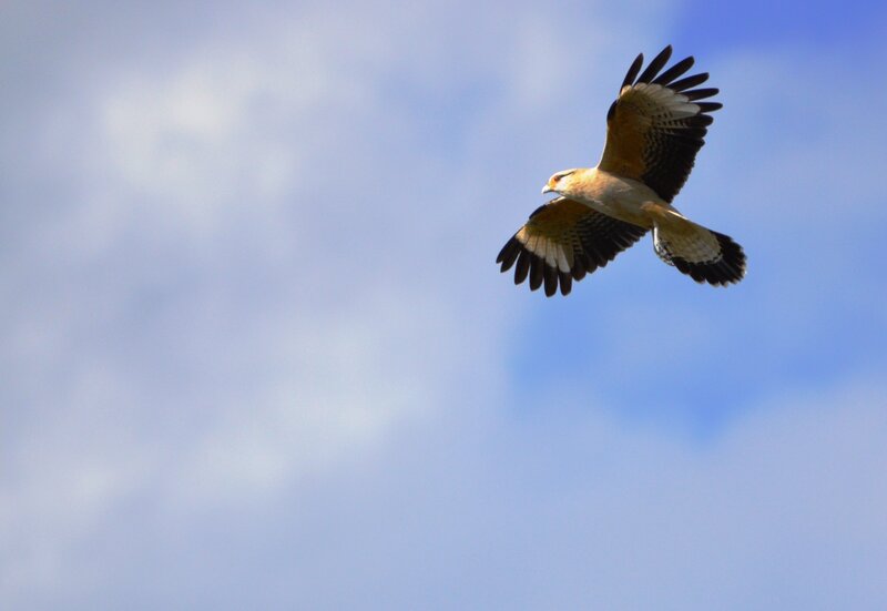 Falcon in Flight — Blue, Serene