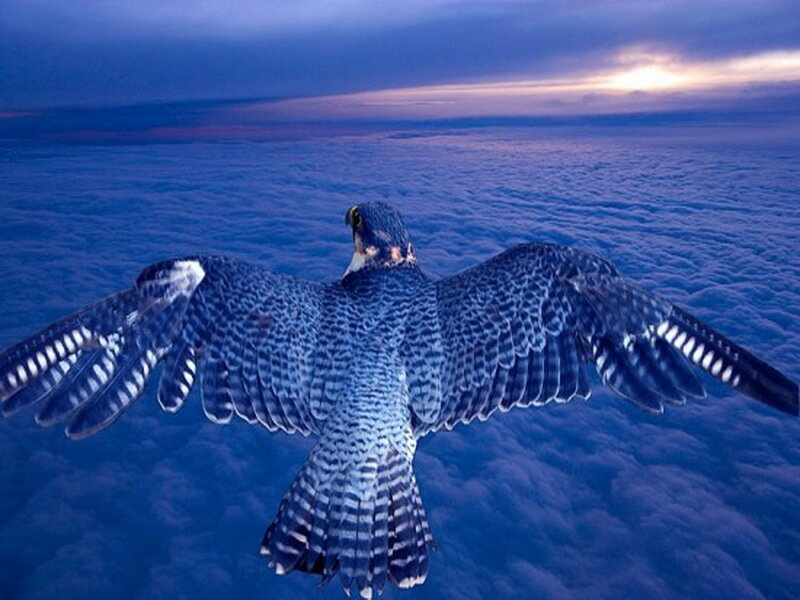 Falcon in Flight — Blue