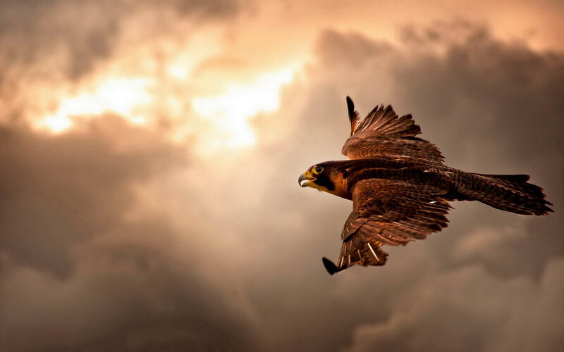 Falcon in Flight — Brown, Dramatic, Sunset, Photograph, Sky, Clouds, Sun