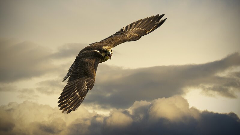 Falcon in Flight — Brown, Dramatic, Sunset, Photograph, Sky, Clouds