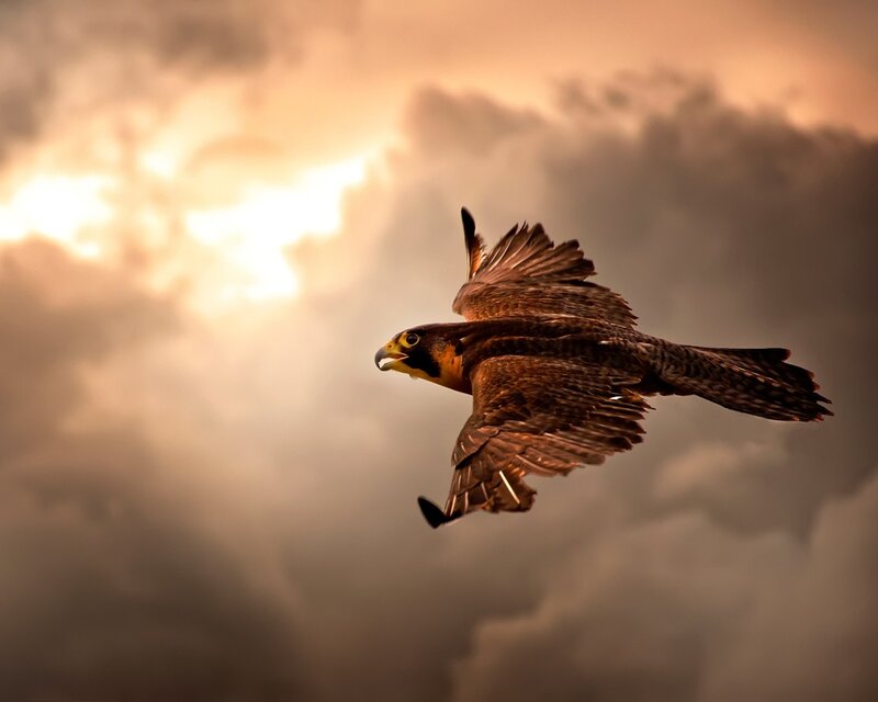 Falcon in Flight — Brown, Dramatic, Sunset