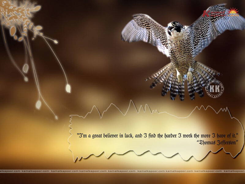 Falcon in Flight — Brown, Dramatic