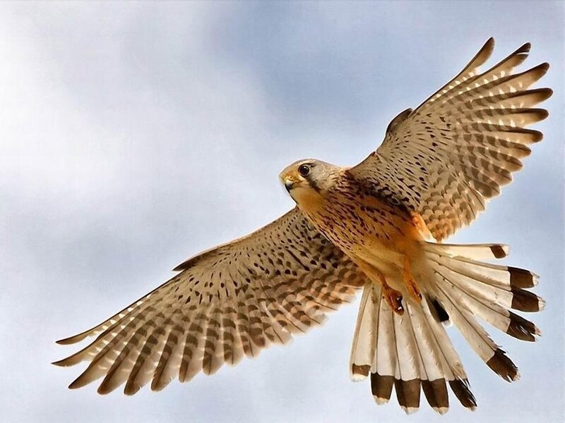 Falcon in Flight — Brown, Dynamic, Afternoon