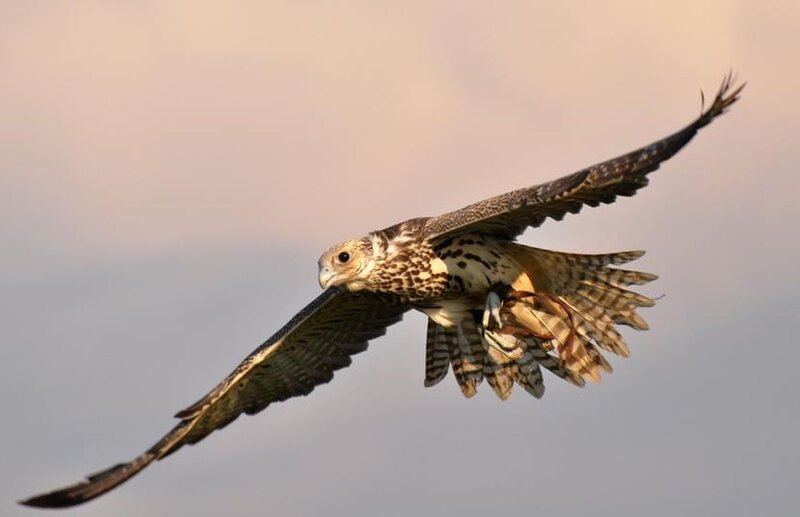 Falcon in Flight — Brown, Dynamic, Sunset