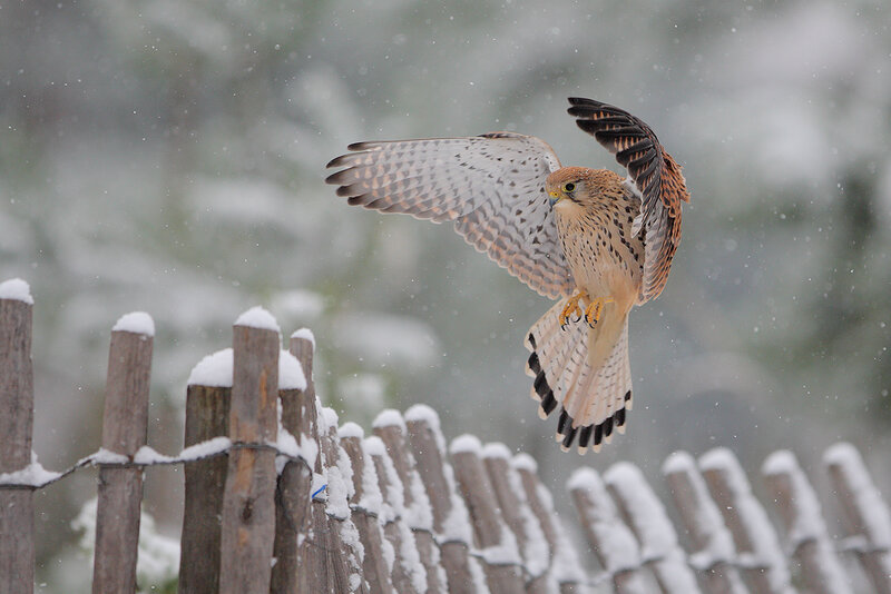 Falcon in Flight — Brown, Dynamic