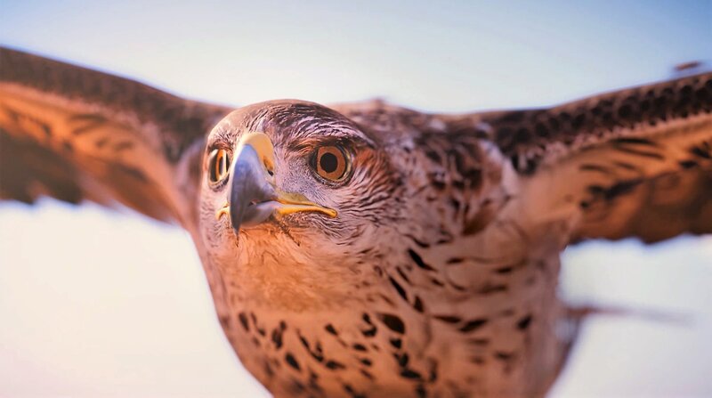 Falcon in Flight — Brown, Intense, Sunset