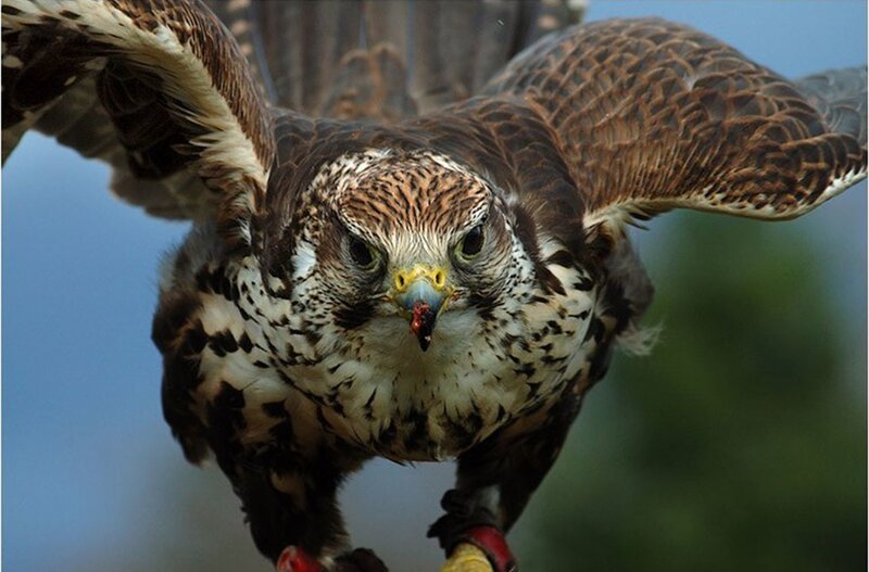 Falcon in Flight — Brown, Intense