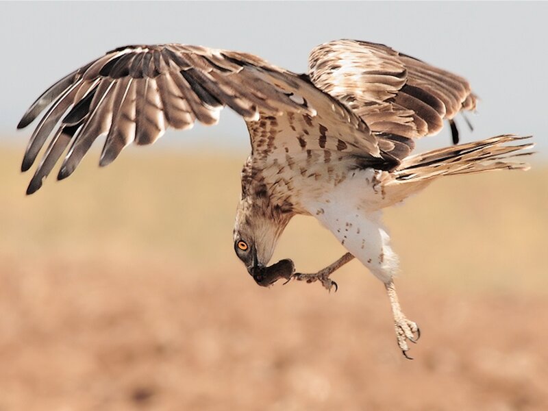 Falcon in Flight — Brown
