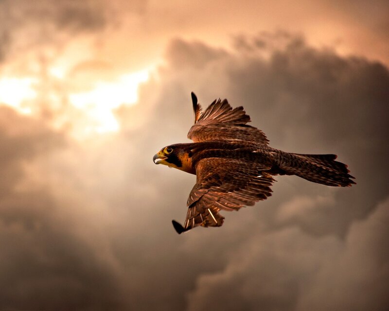 Falcon in Flight — Clouds