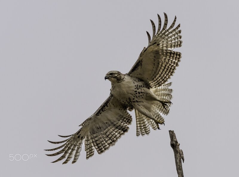 Falcon in Flight — Gray, Dramatic