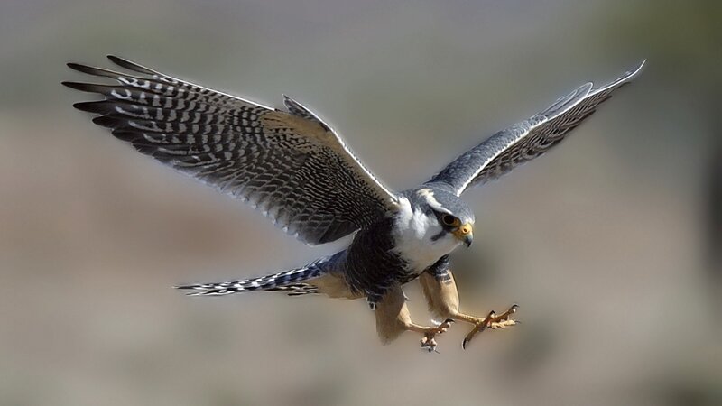 Falcon in Flight — Gray, Dynamic