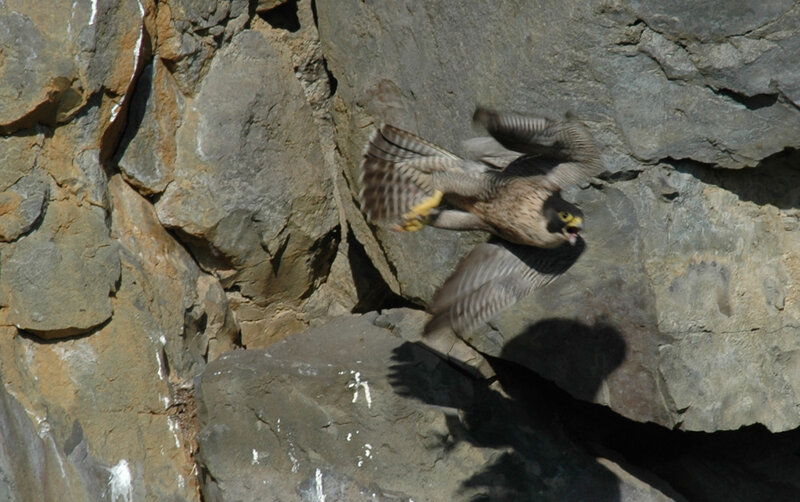 Falcon in Flight — Gray