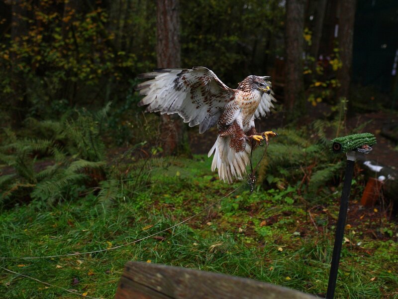 Falcon in Flight — Green, Natural, Autumn