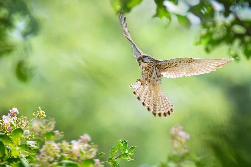 Falcon in Flight — Green, Natural