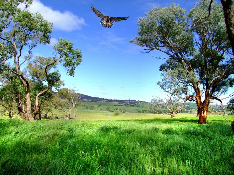 Falcon in Flight — Green, Serene