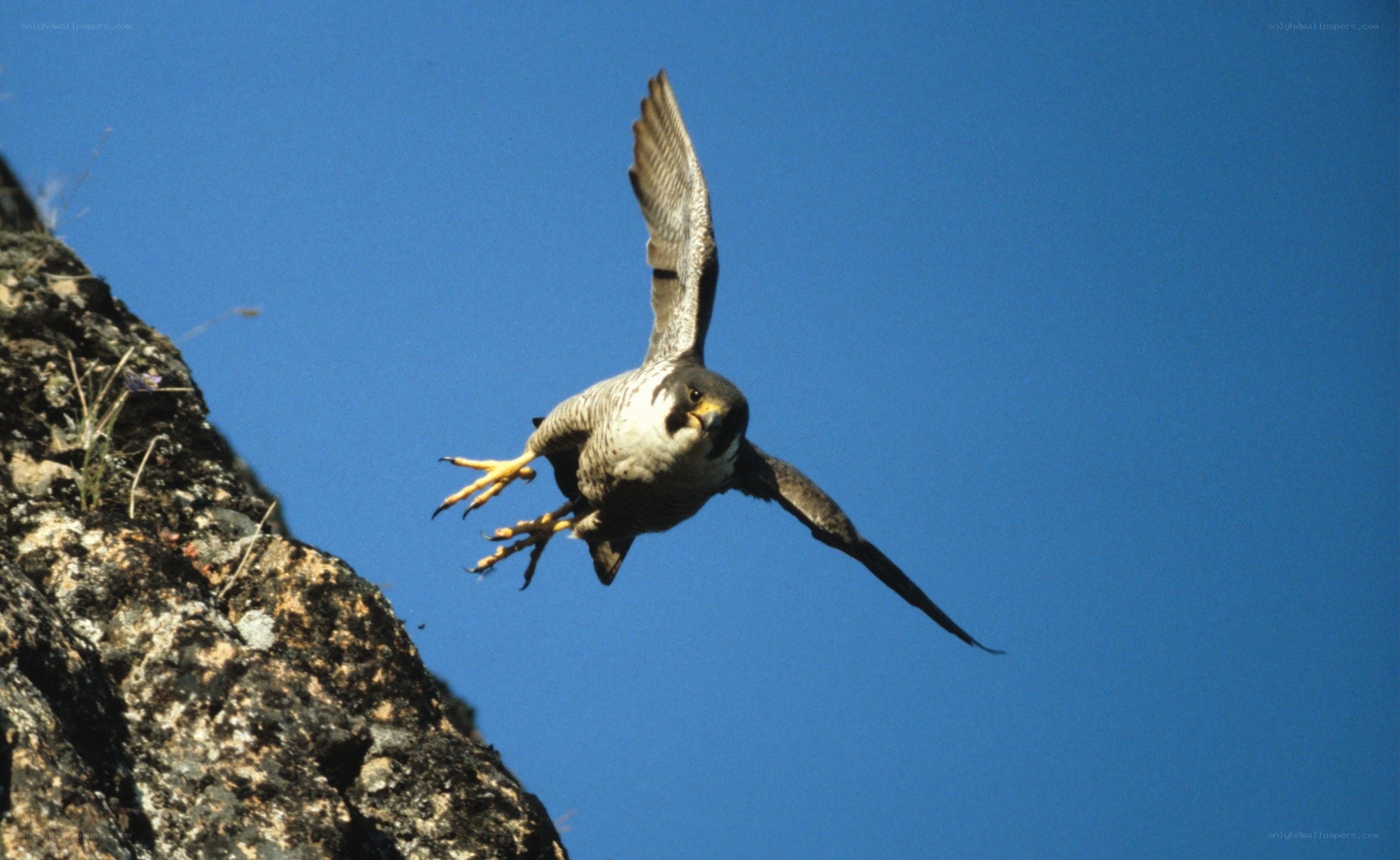 falcon in flight over rock