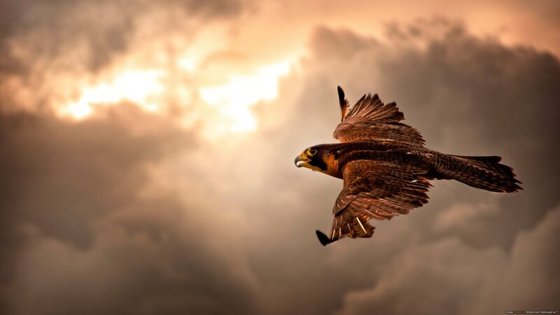 Falcon in Flight — Photograph