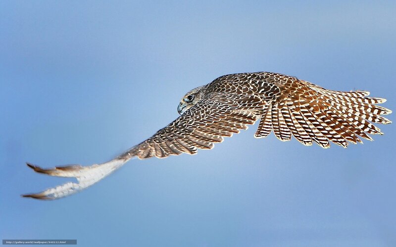 falcon in flight