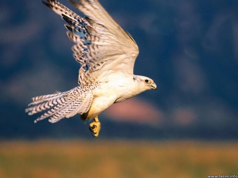 Falcon in Flight — White, Dynamic, Sunset