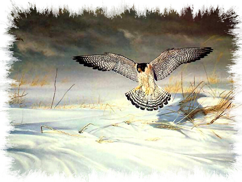 Falcon in Flight — White