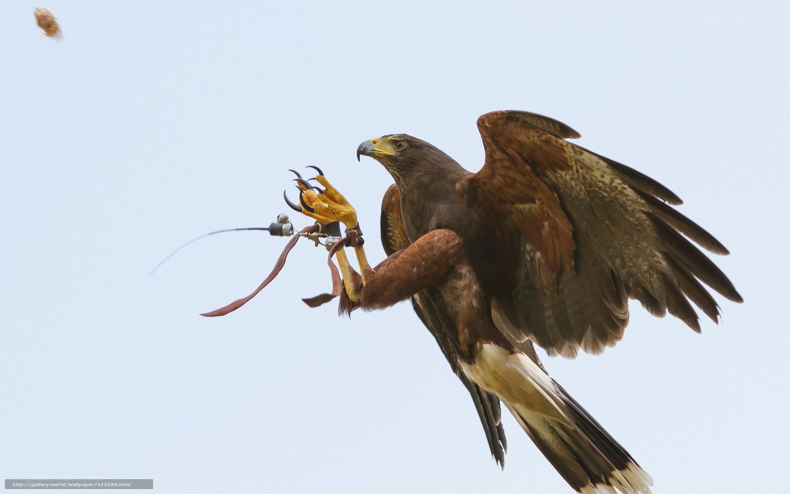 falcon in flight with camera