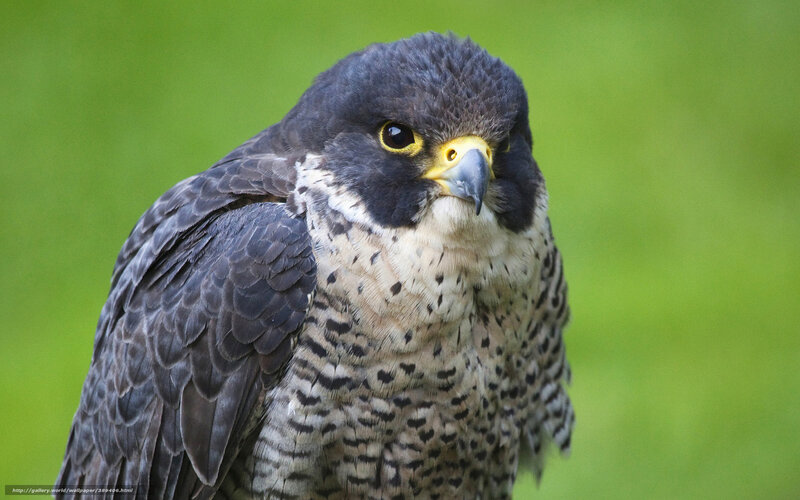 Falcon in Focus