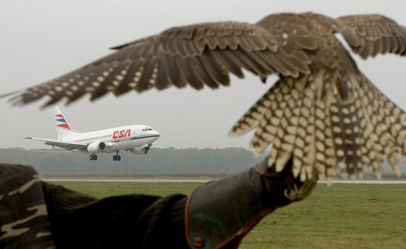 Falcon in foreground with airplane