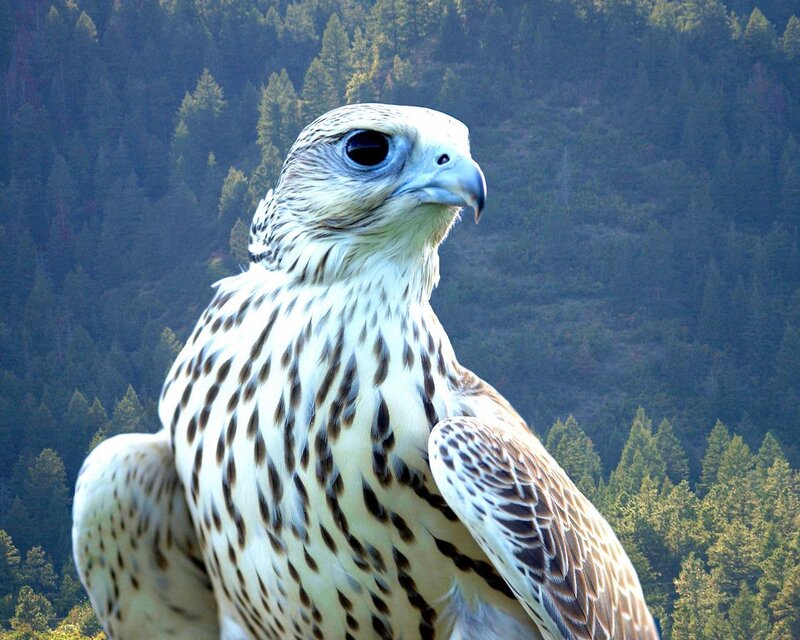 Falcon in forest landscape