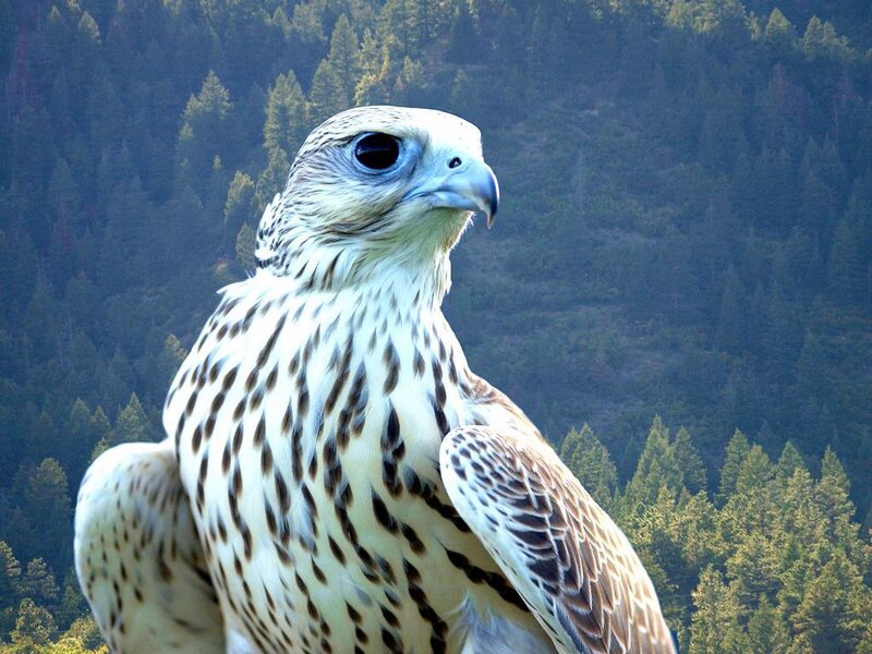 falcon in forest
