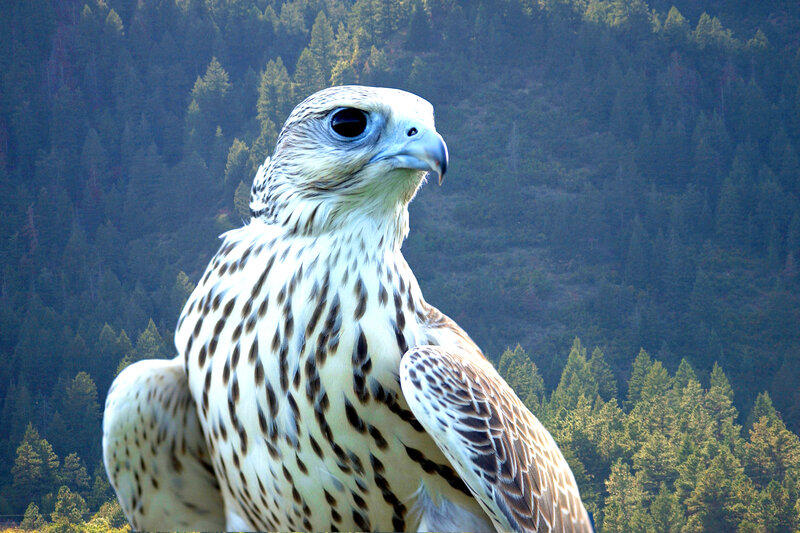 Falcon in Forest — White