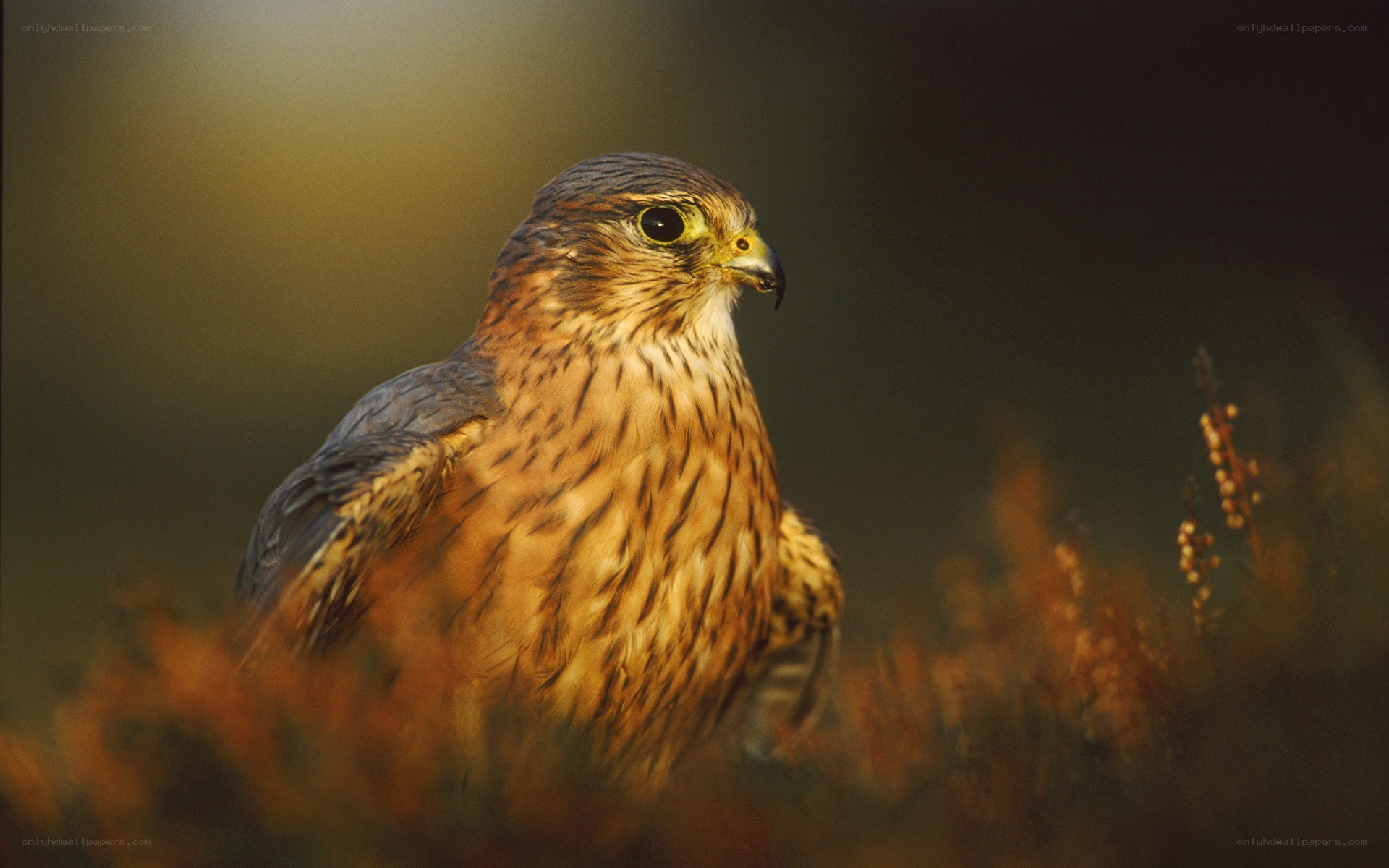 falcon in golden light