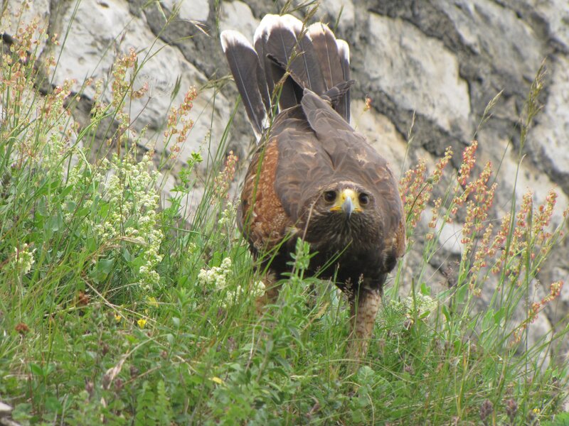 Falcon in Grass