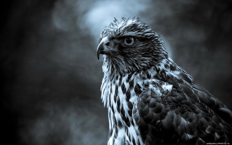 falcon in monochrome