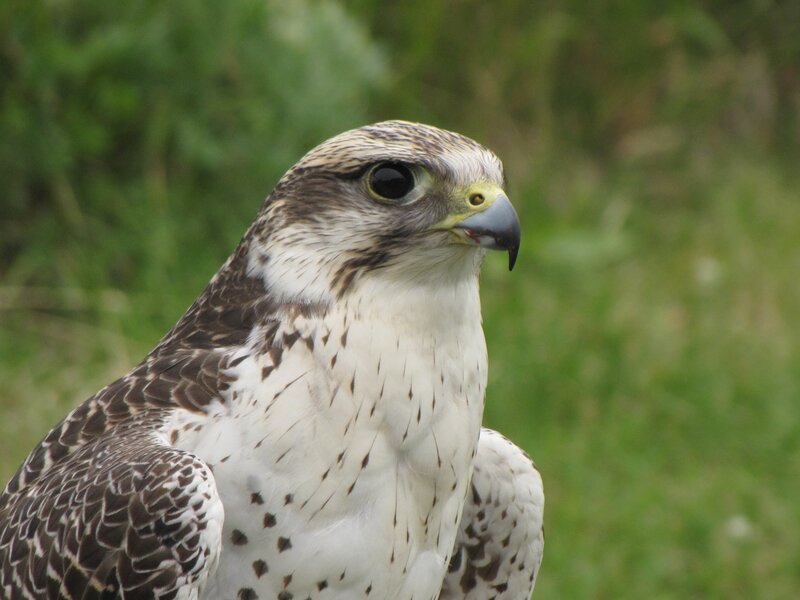 falcon in natural setting