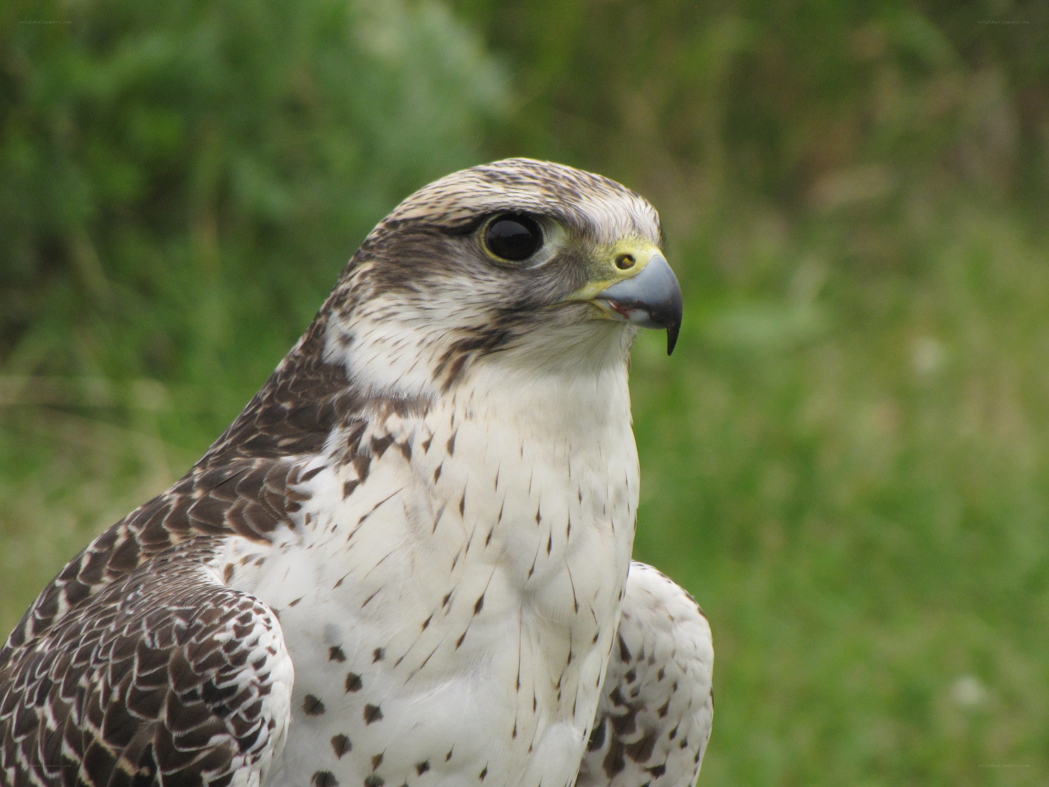falcon in natural setting
