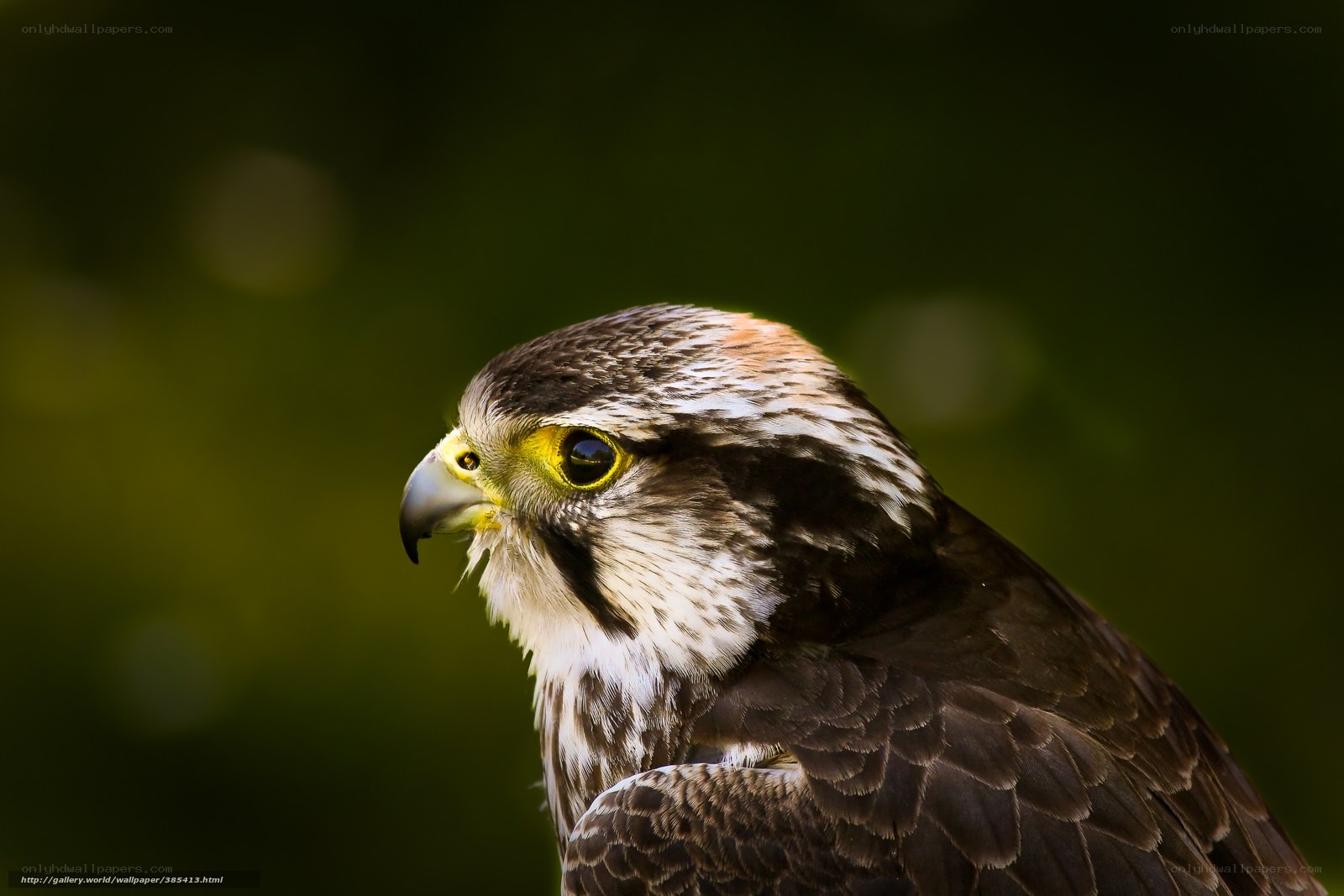 falcon in profile