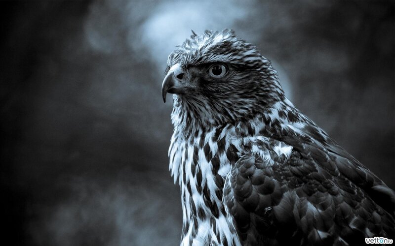 Falcon in Profile — Beak