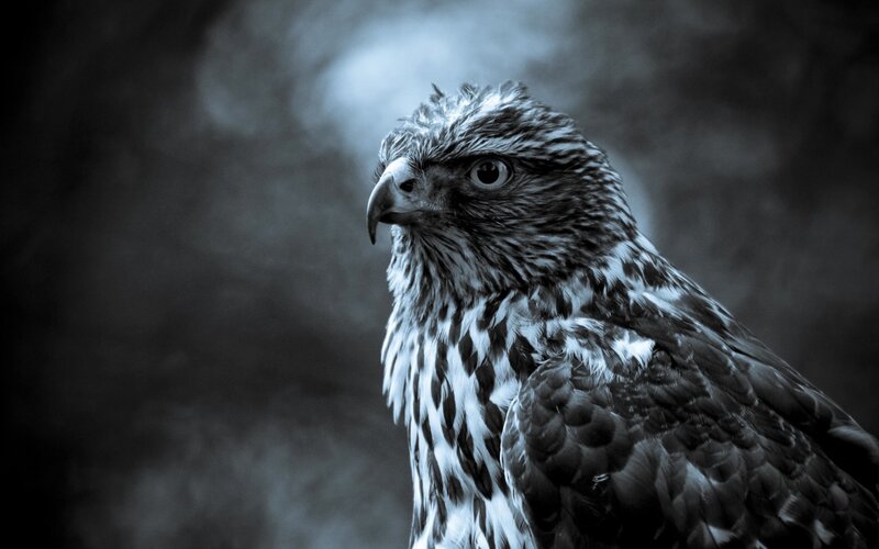Falcon in Profile — Black, Dramatic, Photograph, Bird, Feathers, Beak