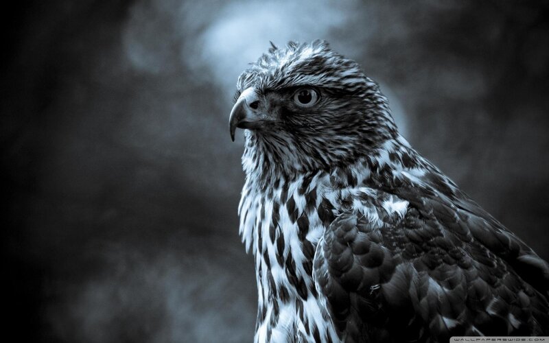 Falcon in Profile — Black, Dramatic, Photograph, Bird, Feathers, Eye, White
