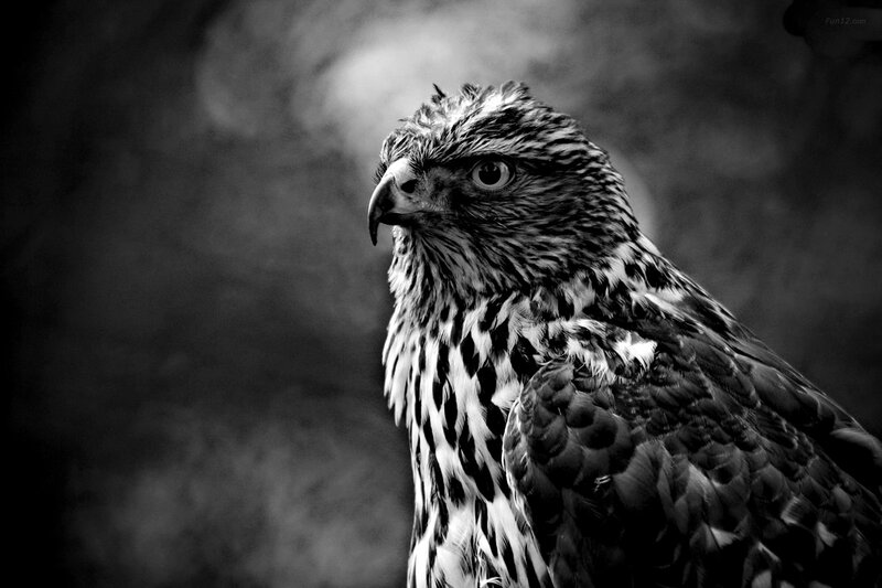 Falcon in Profile — Black, Dramatic, Photograph, Bird, Feathers