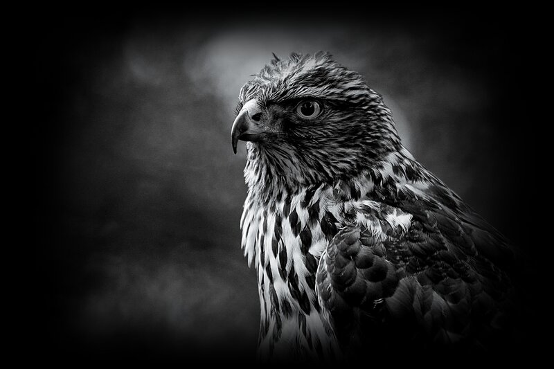Falcon in Profile — Black, Dramatic, Photograph, Bird