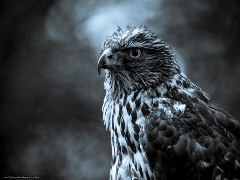 Falcon in Profile — Black, Dramatic, Photograph
