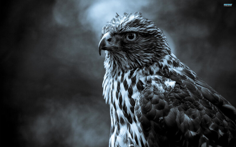 Falcon in Profile — Black, Dramatic