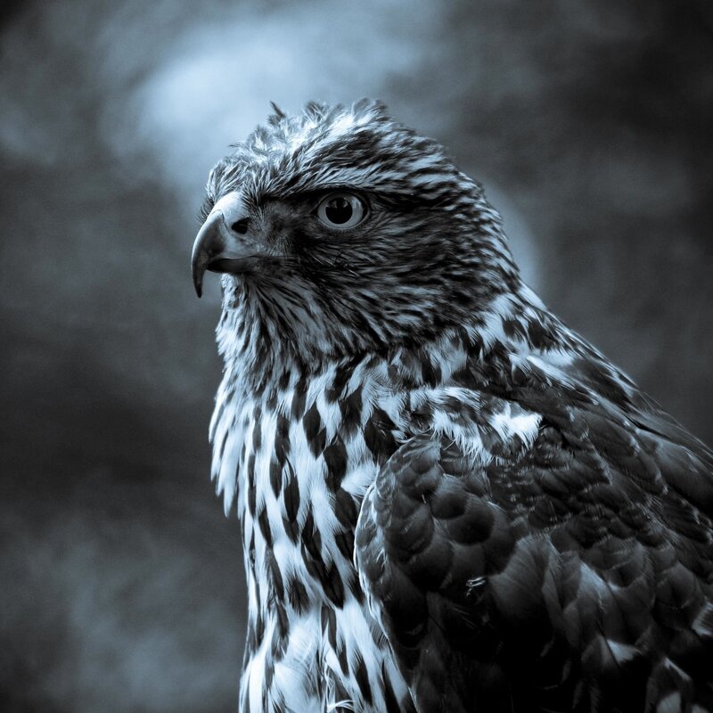 Falcon in Profile — Black, Intense, Photograph