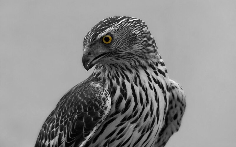 Falcon in Profile — Black, Intense
