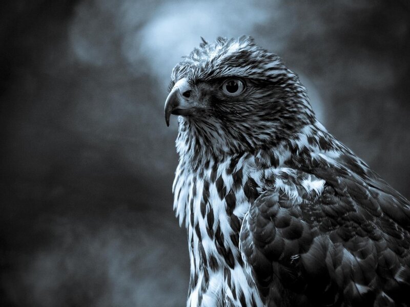 Falcon in Profile — Black