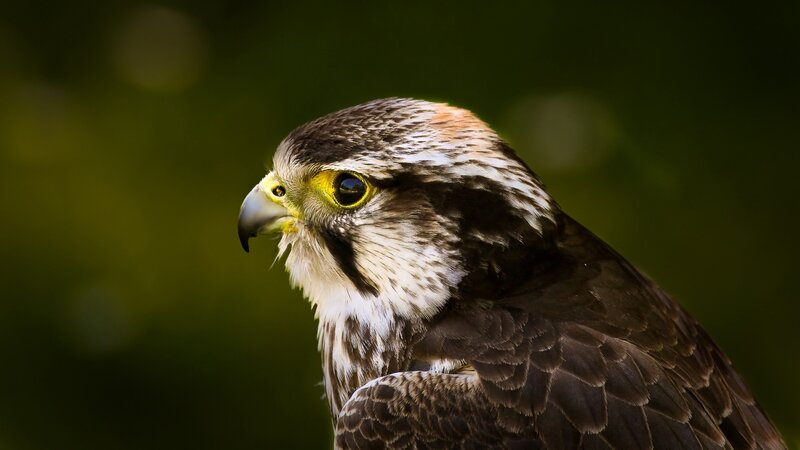 Falcon in Profile — Brown, Alert, Photograph, Bird, Beak, Eye