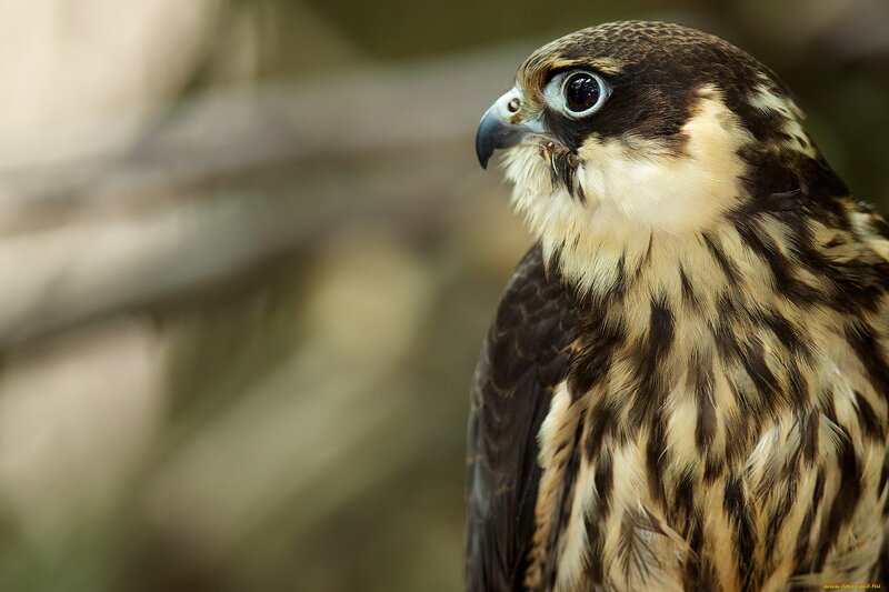 Falcon in Profile — Brown, Alert, Photograph, Bird